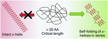 Graphical abstract: Single-molecule mechanical unfolding experiments reveal a critical length for the formation of α-helices in peptides