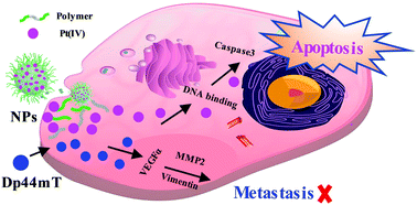 Graphical abstract: Enhancing the chemotherapeutic efficacy of platinum prodrug nanoparticles and inhibiting cancer metastasis by targeting iron homeostasis