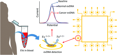 Graphical abstract: Methylation dependent gold adsorption behaviour identifies cancer derived extracellular vesicular DNA