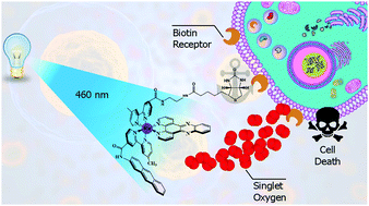 Graphical abstract: An anthracene-pendant ruthenium(ii) complex conjugated to a biotin anchor, an essential handle for photo-induced anti-cancer activity