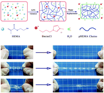 Graphical abstract: Transparent and tough poly(2-hydroxyethyl methacrylate) hydrogels prepared in water/IL mixtures