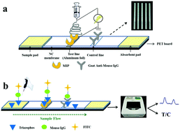 Graphical abstract: Development of fluorescent lateral flow test strips based on an electrospun molecularly imprinted membrane for detection of triazophos residues in tap water