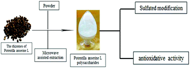 Graphical abstract: The sulfated modification and antioxidative activity of polysaccharides from Potentilla anserine L