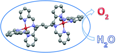 Graphical abstract: Dicopper(ii) tetrapyridyl complexes incorporated with ancillary ligands for effective water oxidation