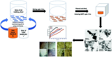 Graphical abstract: Nanoformulations of core–shell type hydroxyapatite-coated gum acacia with enhanced bioactivity and controlled drug delivery for biomedical applications