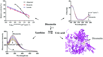 Graphical abstract: Inhibition and molecular mechanism of diosmetin against xanthine oxidase by multiple spectroscopies and molecular docking