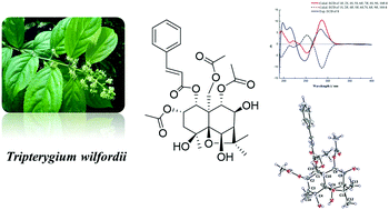 Graphical abstract: Dihydroagarofuran sesquiterpenoid derivatives from the leaves of Tripterygium wilfordii with potential neuroprotective effects against H2O2-induced SH-SY5Y cell injuries