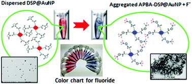 Graphical abstract: Sensitive and selective colorimetric probe for fluoride detection based on the interaction between 3-aminophenylboronic acid and dithiobis(succinimidylpropionate) modified gold nanoparticles