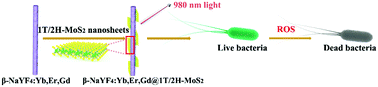 Graphical abstract: β-NaYF4:Yb,Er,Gd nanorods@1T/2H-MoS2 for 980 nm NIR-triggered photocatalytic bactericidal properties