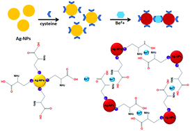 Graphical abstract: Label-free colorimetric detection of serum cysteine using Ag-NP probes in the presence of Be2+ ions