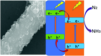 Graphical abstract: Efficient charge separation between ZnIn2S4 nanoparticles and polyaniline nanorods for nitrogen photofixation