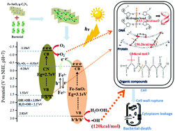Graphical abstract: A study on the photocatalytic sterilization performance and mechanism of Fe-SnO2/g-C3N4 heterojunction materials