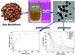 Graphical abstract: A size-controlled green synthesis of silver nanoparticles by using the berry extract of Sea Buckthorn and their biological activities