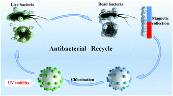 Graphical abstract: Enhanced UV stability of N-halamine-immobilized Fe3O4@SiO2@TiO2 nanoparticles: synthesis, characteristics and antibacterial property