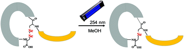 Graphical abstract: A photochemical transformation of cyclic peptides leading to formation of selenolanthionine bridges