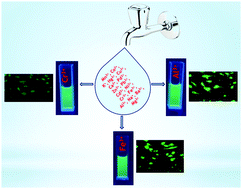 Graphical abstract: Supramolecular assembly of a 4-(1-naphthylvinyl)pyridine-appended Zn(ii) coordination compound for the turn-on fluorescence sensing of trivalent metal ions (Fe3+, Al3+, and Cr3+) and cell imaging application