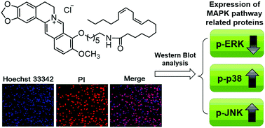 Graphical abstract: Synthesis of hydrophobically modified berberine derivatives with high anticancer activity through modulation of the MAPK pathway