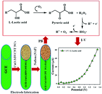 Graphical abstract: A non-enzymatic electrochemical approach for l-lactic acid sensor development based on CuO·MWCNT nanocomposites modified with a Nafion matrix