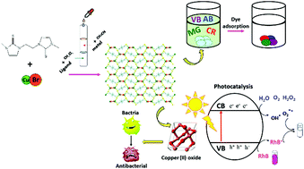 Graphical abstract: Synthesis and dye adsorption studies of the {dibromo(1,1′-(1,2-ethanediyl)bis(3-methyl-imidazole-2-thione)dicopper(i)}n polymer and its conversion to CuO nanospheres for photocatalytic and antibacterial applications