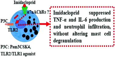 Graphical abstract: Imidacloprid exposure suppresses cytokine production and neutrophil infiltration in TLR2-dependent activation of RBL-2H3 cells and skin inflammation of BALB/c mice