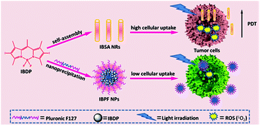 Graphical abstract: Rod-like BODIPY nanomaterials with enhanced photodynamic activity