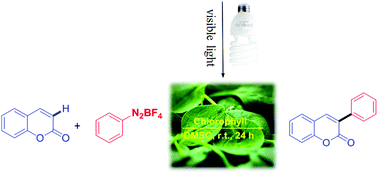 Graphical abstract: Chlorophyll-catalyzed photochemical regioselective coumarin C–H arylation with diazonium salts