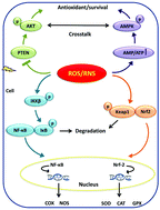 Graphical abstract: Oxidative stress and antioxidant capacity: development and prospects