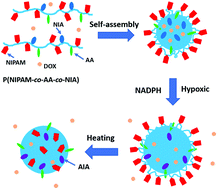 Graphical abstract: Hypoxia and temperature dual-stimuli-responsive random copolymers: facile synthesis, self-assembly and controlled release of drug