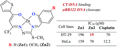 Graphical abstract: Structural characterization of new zinc(ii) complexes with N2O2 chelating thiosemicarbazidato ligands; investigation of the relationship between their DNA interaction and in vitro antiproliferative activity towards human cancer cells