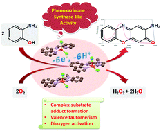 Graphical abstract: Aerobic oxidation of 2-aminophenol catalysed by a series of mononuclear copper(ii) complexes: phenoxazinone synthase-like activity and mechanistic study