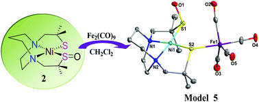 Graphical abstract: Two heterodinuclear NiFe-based sulfenate complexes mimicking an S-oxygenated intermediate of an O2-tolerant [NiFe]-H2ase: synthesis, structures, and reactivity