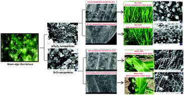 Graphical abstract: Nano-micronutrients [γ-Fe2O3 (iron) and ZnO (zinc)]: green preparation, characterization, agro-morphological characteristics and crop productivity studies in two crops (rice and maize)