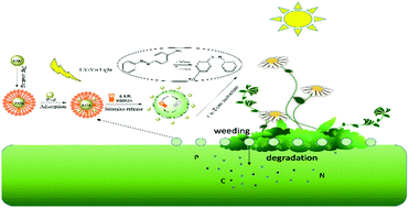 Graphical abstract: Dip-coated rapeseed meal composite as a green carrier for light-induced controlled release of pesticide