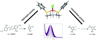 Graphical abstract: Cu(ii) complexes with tridentate sulfur and selenium ligands: catecholase and hydrolysis activity