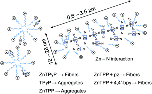 Graphical abstract: The formation mechanism of ZnTPyP fibers fabricated by a surfactant-assisted method