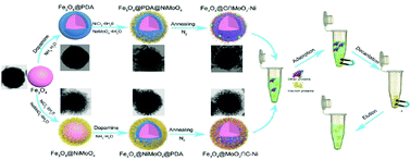 Graphical abstract: Carbon-supported Ni and MoO2 nanoparticles with Fe3O4 cores as a protein adsorbent
