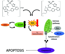 Graphical abstract: Candesartan and valsartan Zn(ii) complexes as inducing agents of reductive stress: mitochondrial dysfunction and apoptosis