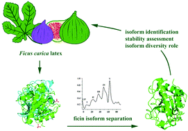 Graphical abstract: Isolation, identification, and stability of Ficin 1c isoform from fig latex