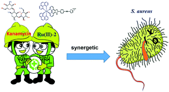 Graphical abstract: Two ruthenium polypyridyl complexes functionalized with thiophen: synthesis and antibacterial activity against Staphylococcus aureus