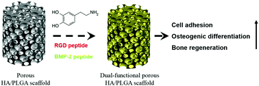 Graphical abstract: A mussel-inspired osteogenesis microenvironment with bioactive peptides for the dual-functionalization of biomedical substrates