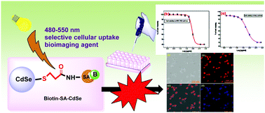 Graphical abstract: Green synthesis of highly luminescent biotin-conjugated CdSe quantum dots for bioimaging applications