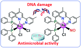 Graphical abstract: Biphosphinic ruthenium complexes as the promising antimicrobial agents