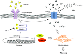 Graphical abstract: Discovery of triazolyl thalidomide derivatives as anti-fibrosis agents