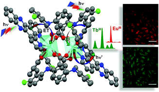 Graphical abstract: Luminescent EuIII and TbIII bimetallic complexes of N,N′-heterocyclic bases and tolfenamic acid: structures, photophysical aspects and biological activity