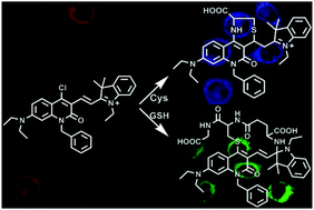 Graphical abstract: Quinolone-based fluorescent probes for distinguished detection of Cys and GSH through different fluorescence channels