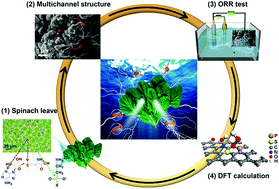 Graphical abstract: A non-traditional biomass-derived N, P, and S ternary self-doped 3D multichannel carbon ORR electrocatalyst