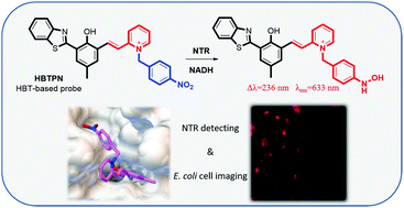 Graphical abstract: An HBT-based fluorescent probe for nitroreductase determination and its application in Escherichia coli cell imaging