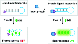 Graphical abstract: Label-free fluorescence detection of protein–ligand interactions based on binding-induced enzymatic cleavage protection