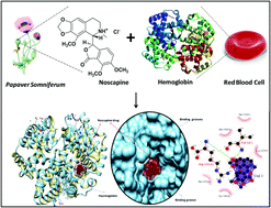 Graphical abstract: Ex vivo binding studies of the anti-cancer drug noscapine with human hemoglobin: a spectroscopic and molecular docking study