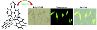 Graphical abstract: Synthesis, structural characterization and biological properties of cyclometalated iridium(iii) complexes containing [1,2,5]-thiadiazolo-[3,4-f]-[1,10]-phenanthroline